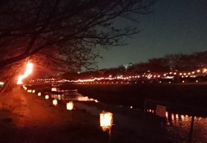 黒目川の夜桜